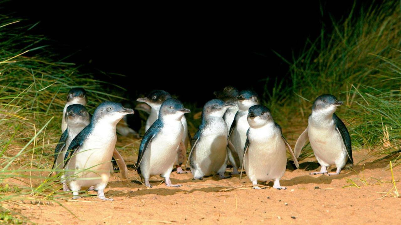 The Grampian Phillip Island Villa Cowes Bagian luar foto